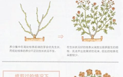 月季开花后怎么修剪？家庭园艺养护全指南