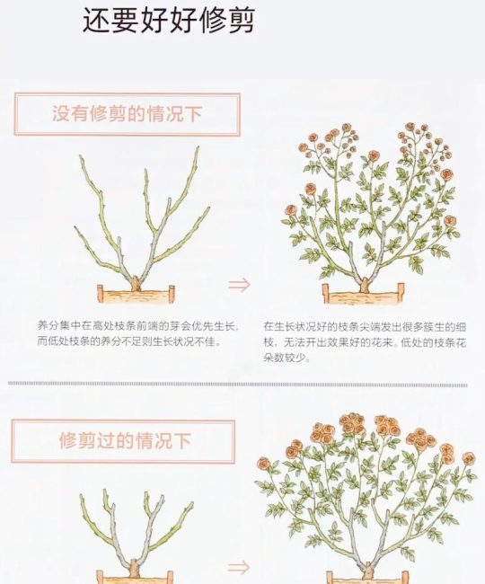 月季开花后怎么修剪？家庭园艺养护全指南
