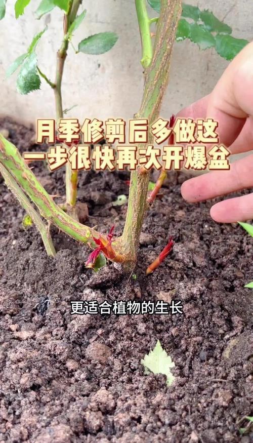 月季开花后怎么修剪?家庭园艺养护全指南 换盆与田间管理