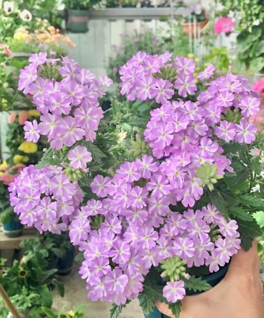 美女樱是什么花？全面解析这种观花植物的养护与识别
