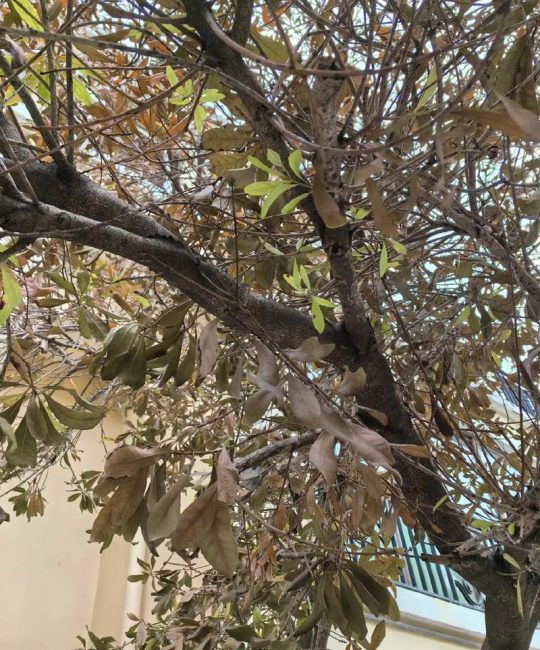 杨梅树枯了还能救活吗？专家教你3步判断与急救方法