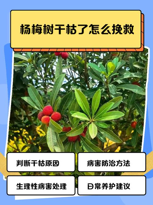 杨梅树枯了还能救活吗?专家教你3步判断与急救方法 第四步:后期养护要点