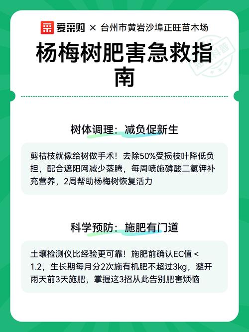 杨梅树枯了还能救活吗?专家教你3步判断与急救方法 第三步:分情况采取急救措施