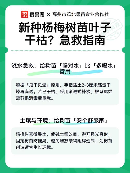 杨梅树枯了还能救活吗?专家教你3步判断与急救方法 第二步:找出枯死的原因