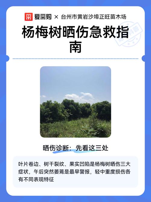杨梅树枯了还能救活吗?专家教你3步判断与急救方法 总结