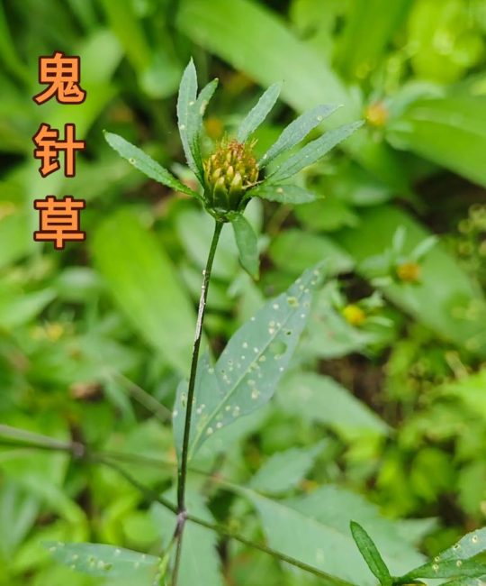 喝鬼针草水有什么好处？安全须知与传统用法科普