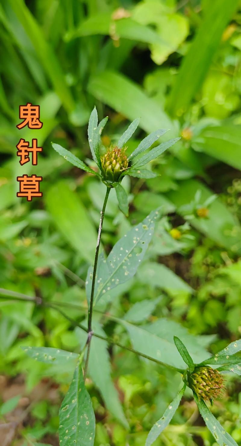 喝鬼针草水有什么好处?安全须知与传统用法科普 喝鬼针草水有什么好处?安全须知与传统用法科普