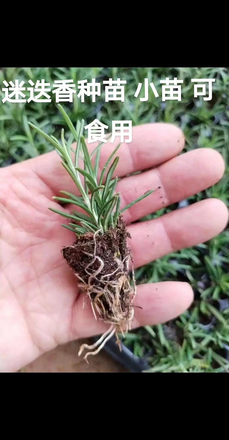 迷迭香小苗多少钱一株?2026年价格快速参考 2026年迷迭香小苗综合价格参考表