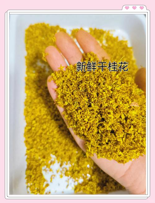 干桂花怎么制作不损坏香味?掌握这些技巧,留住满屋秋香 二、制作前的关键处理:不洗花