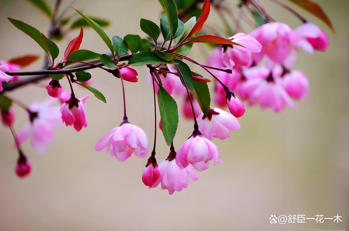 哪些花是木本植物?园艺爱好者必知的木本花卉种类与养护要点 木本花卉的养护要点