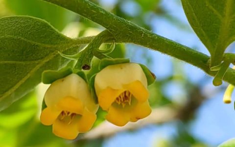 柿子树苗什么时候开花？花期、果期与促花养护全攻略