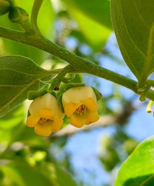 柿子树苗什么时候开花？花期、果期与促花养护全攻略