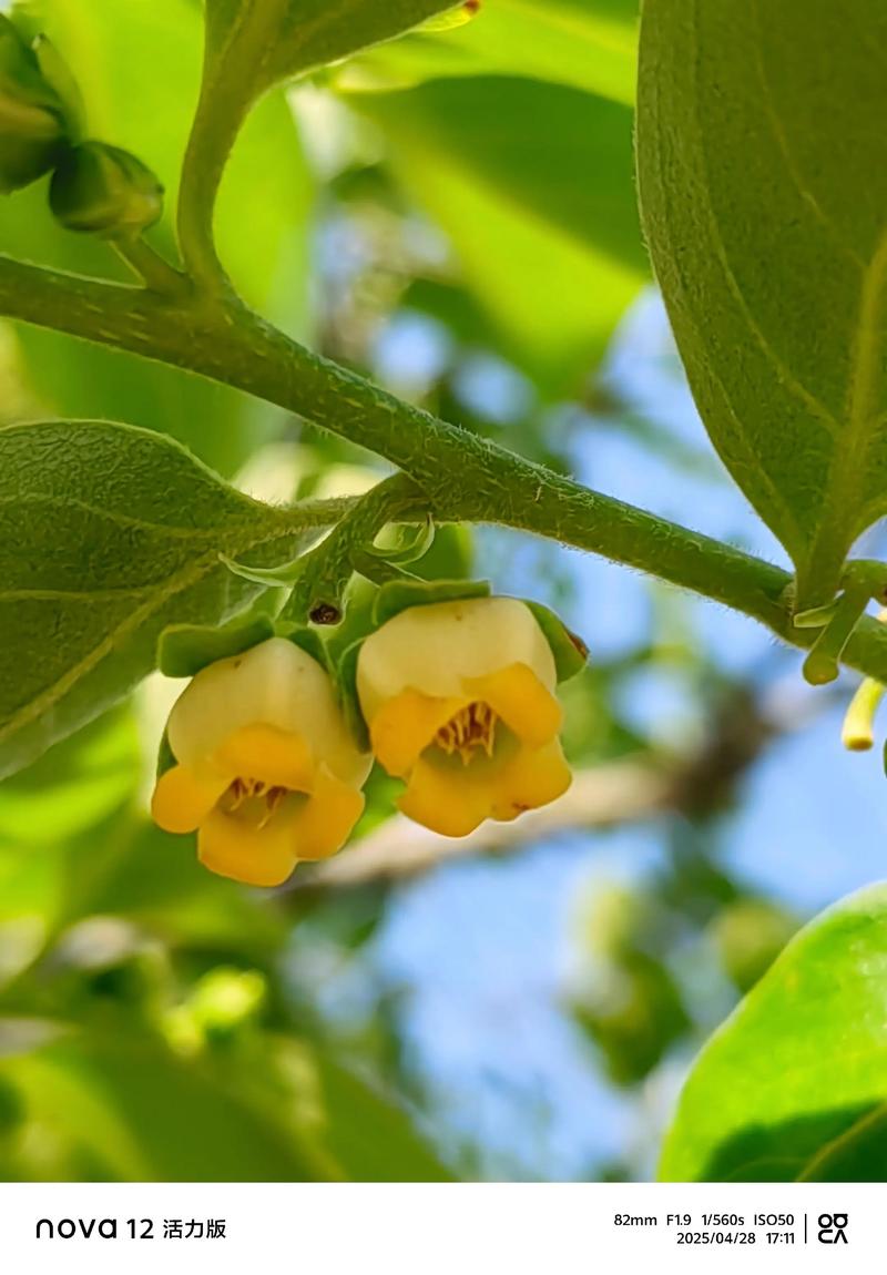 柿子树苗什么时候开花?花期、果期与促花养护全攻略 柿子树苗嫁接苗定植后2-3年开花,实生苗需5-7年