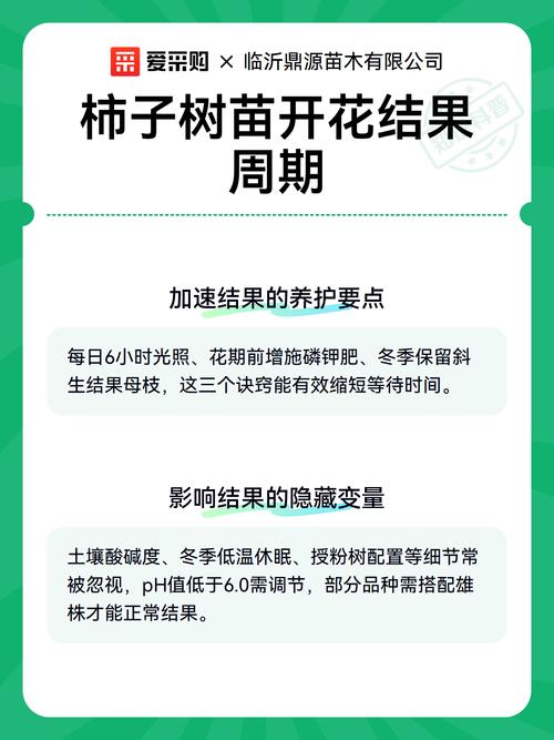 柿子树苗什么时候开花?花期、果期与促花养护全攻略 促花促果养护步骤(按时间顺序)