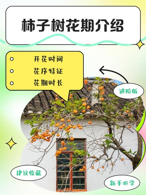 柿子树苗什么时候开花?花期、果期与促花养护全攻略 常见问题FAQ
