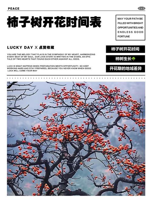 柿子树苗什么时候开花?花期、果期与促花养护全攻略 总结