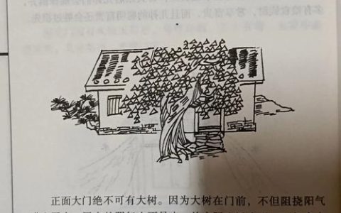 柳树对着大门好不好？风水与园艺的全面解析