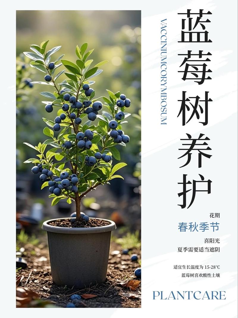 蓝莓果树苗日常养护指南:从浇水到换盆的全方位管理技巧 修剪:培养健壮骨架,促进结果枝更新