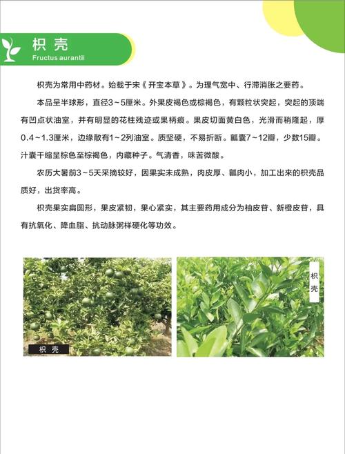 枳实树苗采购指南:科学评估渠道的五步法 第五步:售后补苗政策书面化