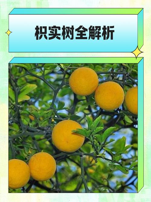 枳实树苗采购指南:科学评估渠道的五步法 综合评估与试单建议
