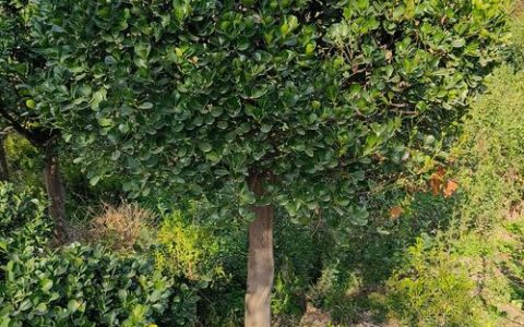 院子里种什么树四季常青？南北地域差异化推荐指南