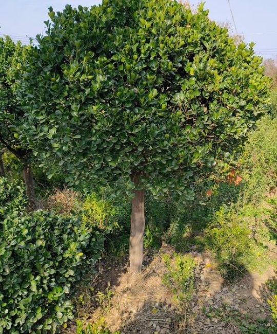 院子里种什么树四季常青？南北地域差异化推荐指南