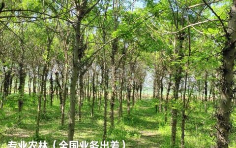 10公分皂角树价格是多少？2026年市场参考与影响因素详解