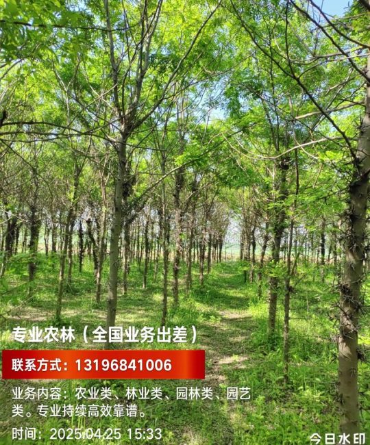 10公分皂角树价格是多少？2026年市场参考与影响因素详解