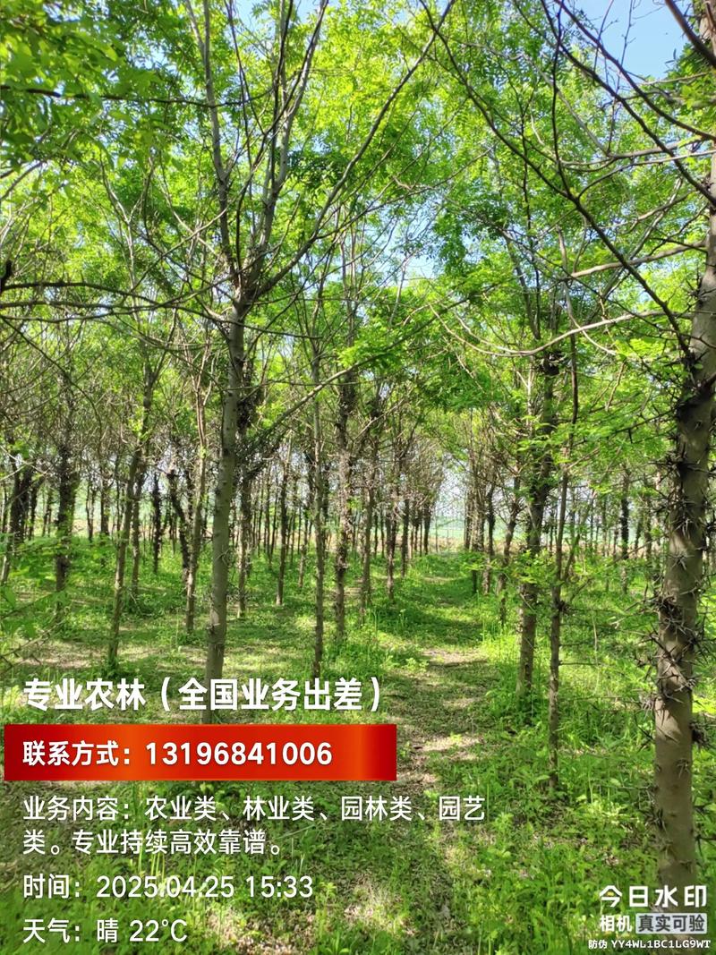 10公分皂角树价格是多少?2026年市场参考与影响因素详解 10公分皂角树价格是多少?2026年市场参考与影响因素详解