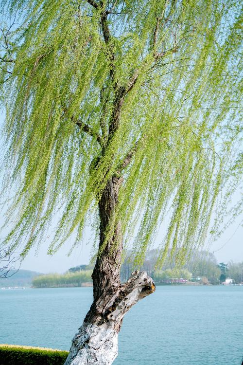 柳树和杨柳树真的一样吗?6维度对比终结你的困惑 6维度量化对比表格