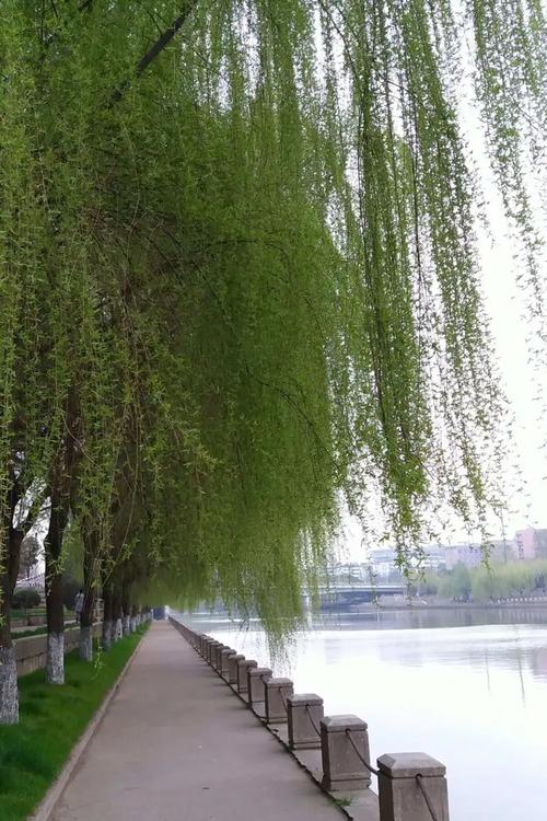 柳树和杨柳树真的一样吗?6维度对比终结你的困惑 总结