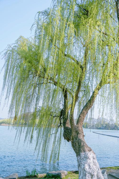 柳树和杨柳树真的一样吗?6维度对比终结你的困惑 场景化选择建议