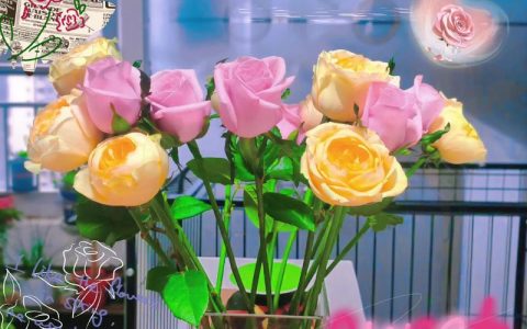 玫瑰与茉莉，庭院里的红白双姝——从花色到养护，手把手教你养好这两种经典花卉