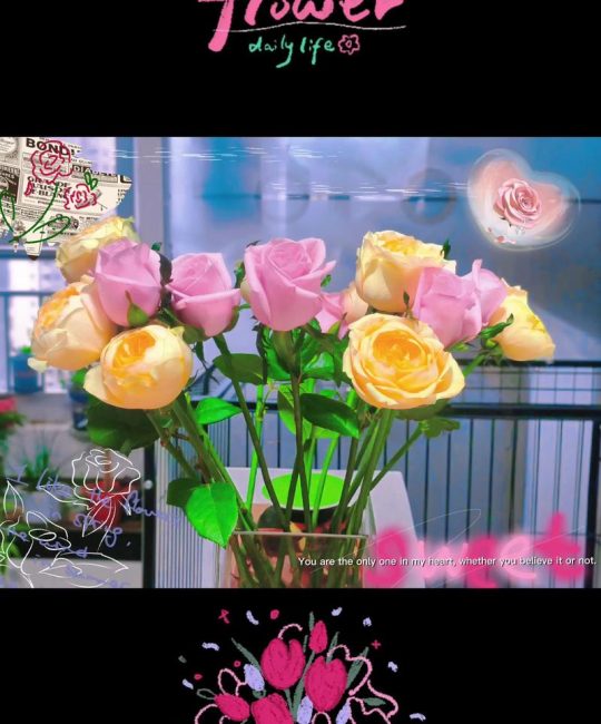 玫瑰与茉莉，庭院里的红白双姝——从花色到养护，手把手教你养好这两种经典花卉