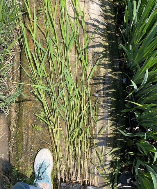芦苇是水生植物吗？详解挺水植物习性、种植与水质净化应用