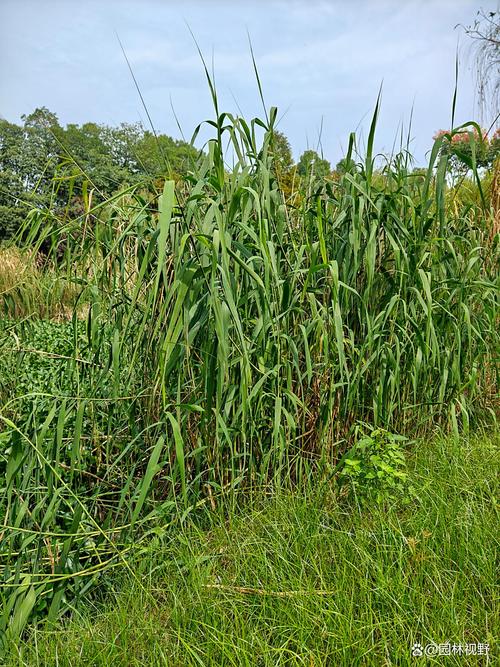 芦苇是水生植物吗?详解挺水植物习性、种植与水质净化应用 芦苇的物理特性与扩繁控制