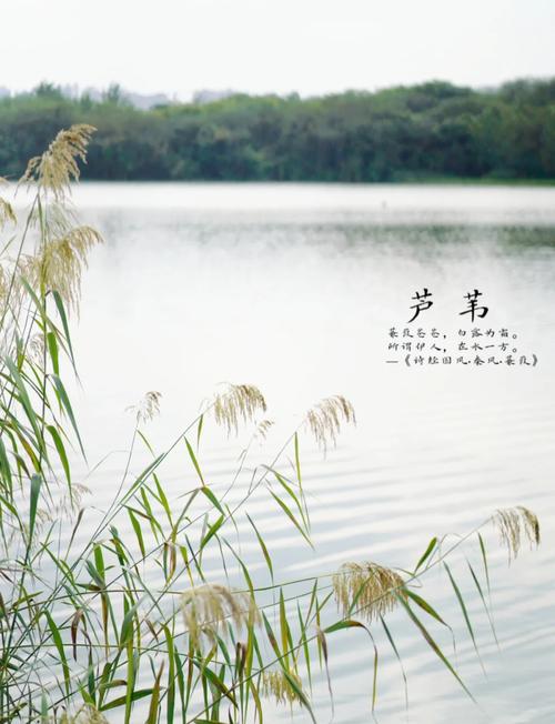 芦苇是水生植物吗?详解挺水植物习性、种植与水质净化应用 芦苇的水质净化效率与机制