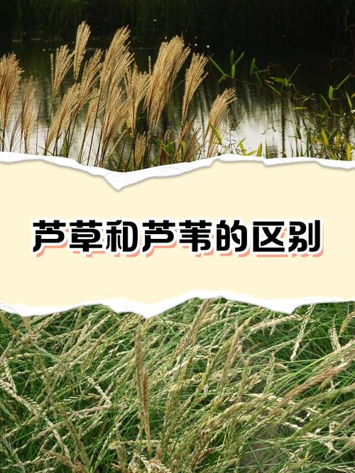 芦苇是水生植物吗?详解挺水植物习性、种植与水质净化应用 常见错误与规避