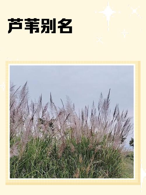 芦苇是水生植物吗?详解挺水植物习性、种植与水质净化应用 芦苇在池塘与河道中的差异化应用