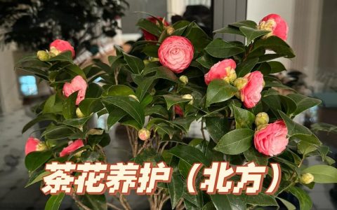 茶花如何盆栽？从选盆配土到花期养护的实用指南