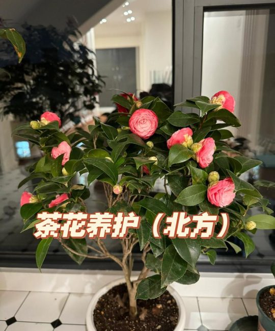 茶花如何盆栽？从选盆配土到花期养护的实用指南