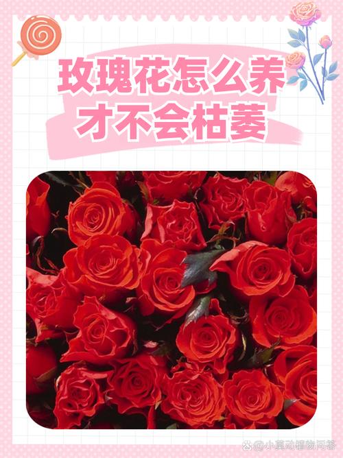 玫瑰花买回来怎么养才不会枯萎? 四、修剪:先做清理修剪,不急着重剪,保留健康叶片更利于缓苗