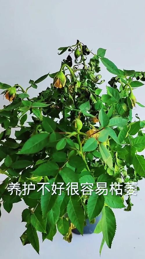玫瑰花买回来怎么养才不会枯萎? 三、光照:玫瑰喜光,但刚到家要先过渡,避免暴晒和骤暗