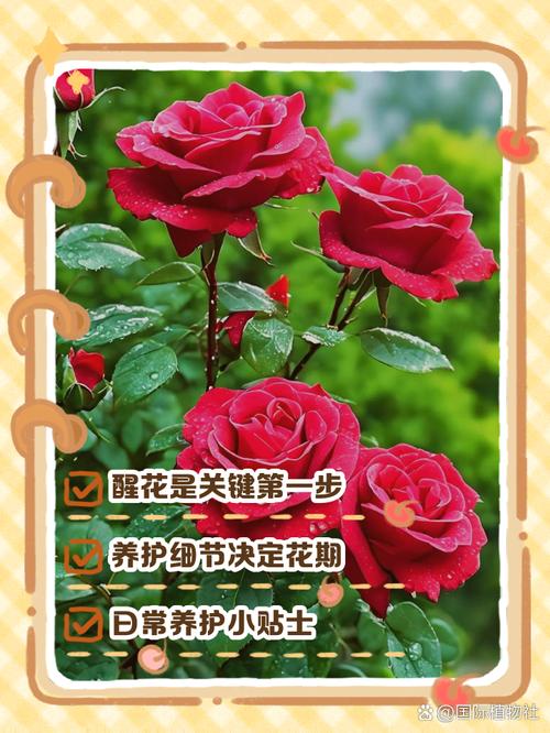 玫瑰花买回来怎么养才不会枯萎? 结语