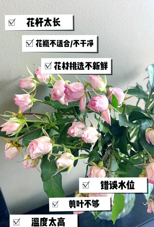 玫瑰花买回来怎么养才不会枯萎? 六、换盆:新买玫瑰先缓苗,等根系稳定后再换盆更稳妥