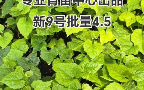 吊瓜苗价格：一株多少钱？2024-2025年参考区间与选购要点