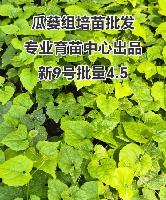 吊瓜苗价格：一株多少钱？2024-2025年参考区间与选购要点