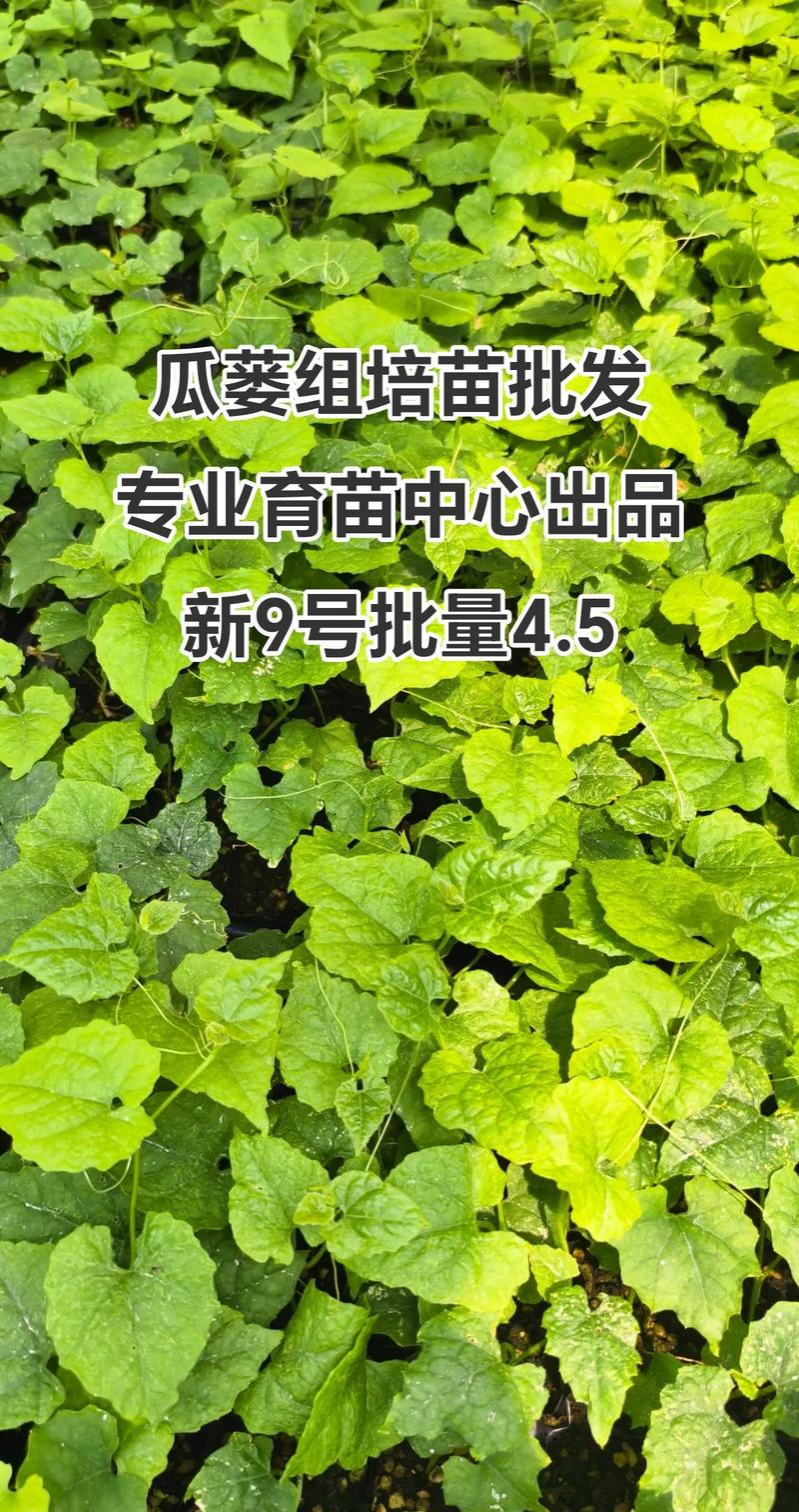 吊瓜苗价格:一株多少钱?2024-2025年参考区间与选购要点 价格快速参考