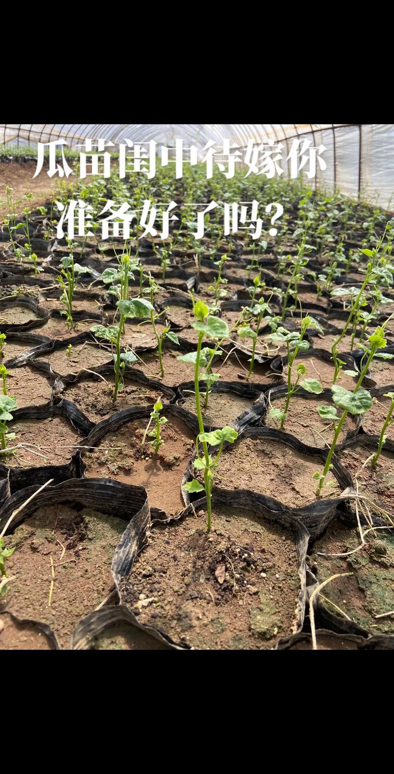吊瓜苗价格:一株多少钱?2024-2025年参考区间与选购要点 运输因素:距离越远,到货成本越高