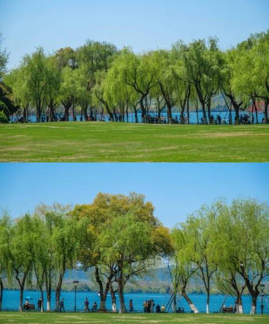 柳树碧绿碧绿的像什么一样——古典诗意与现代园艺的绿韵交响